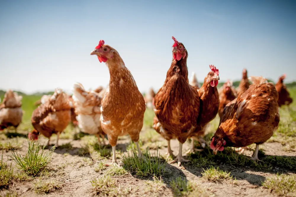 poules