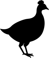 pintade