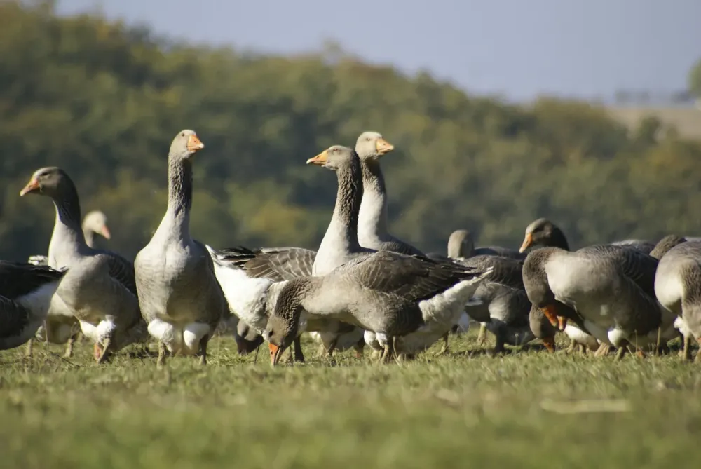 canards