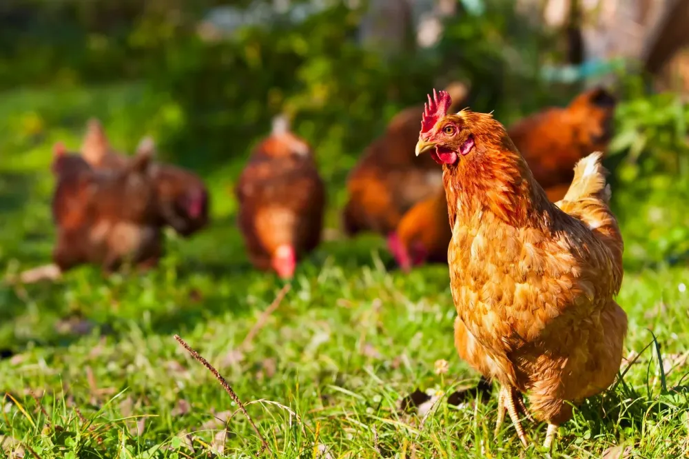 Poulet près de Saintes
